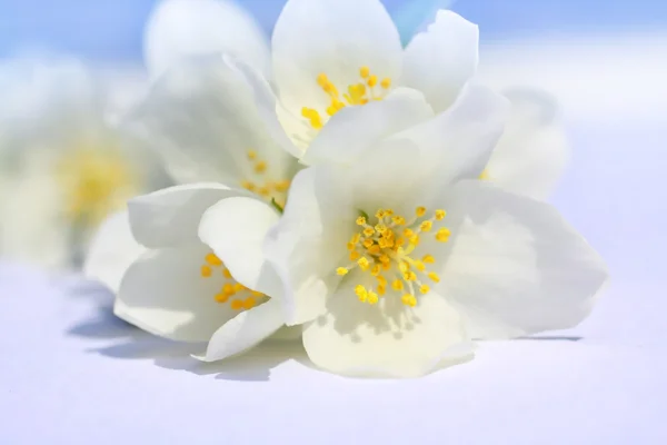 White garden flowers in blossom on white