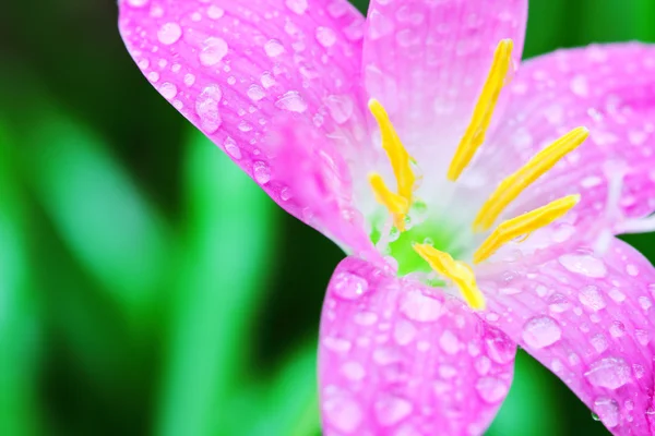Beautiful purple rain lily fairy