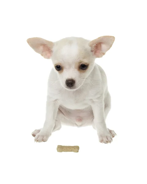 Dog+bone+vector+free