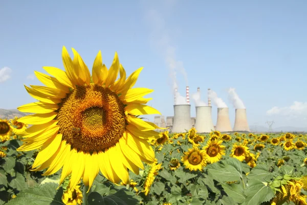 Sunflowers field and power plant — Stock Photo #6278997