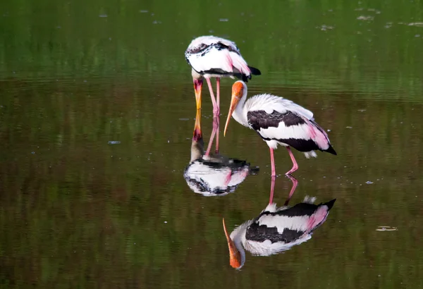 Two stork in the lake with their mirror image