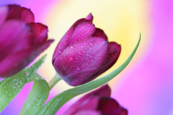 Stock Photo: Tulips