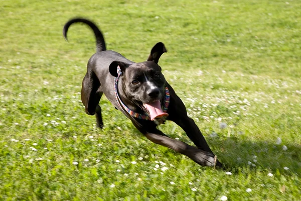 Black Dog Running in Countryside