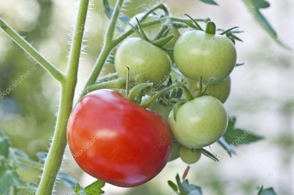 Tomato plant with ripe and unripe fruits — Stock Photo