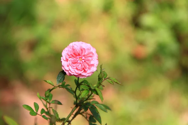 Single little pink fairy rose.