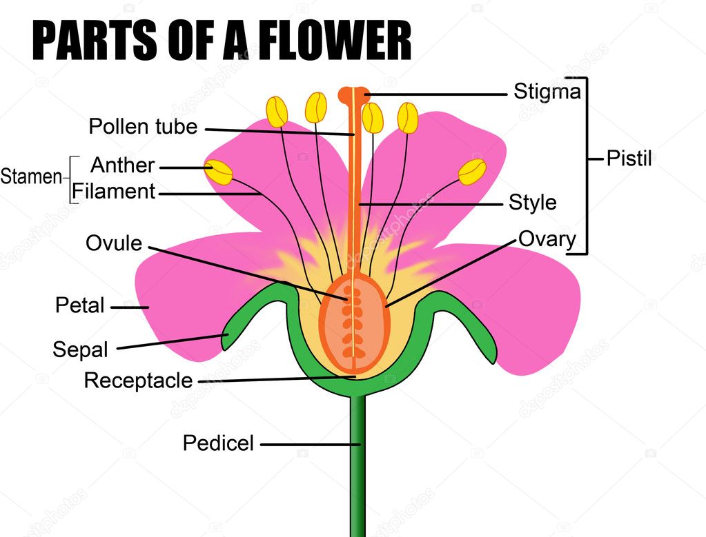Parts of a flower — Stock Vector © roxanabalint #5580919