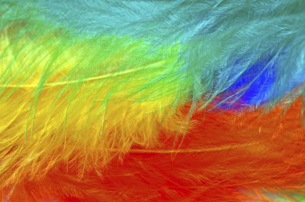 Multi-coloured feathers