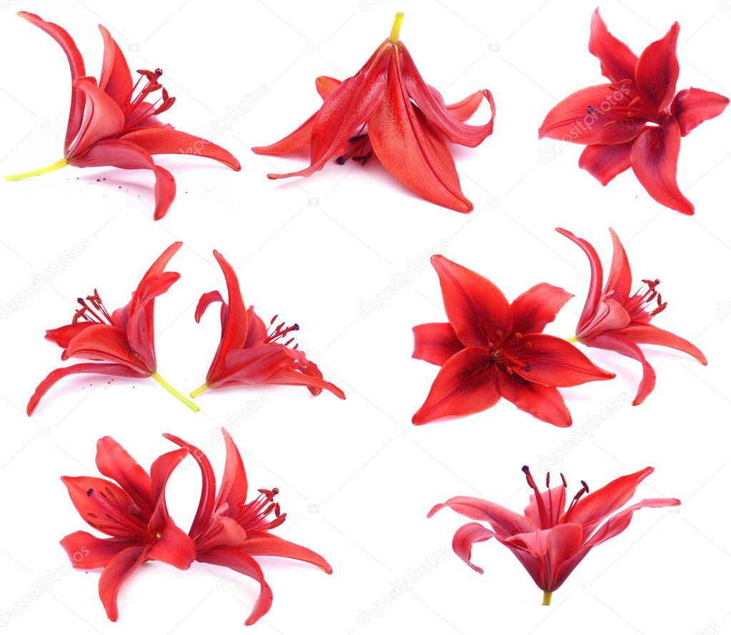 Lilies Red