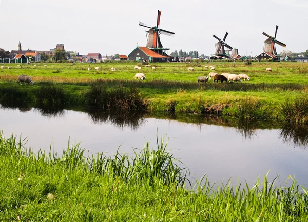 Dutch windmills in Netherlands