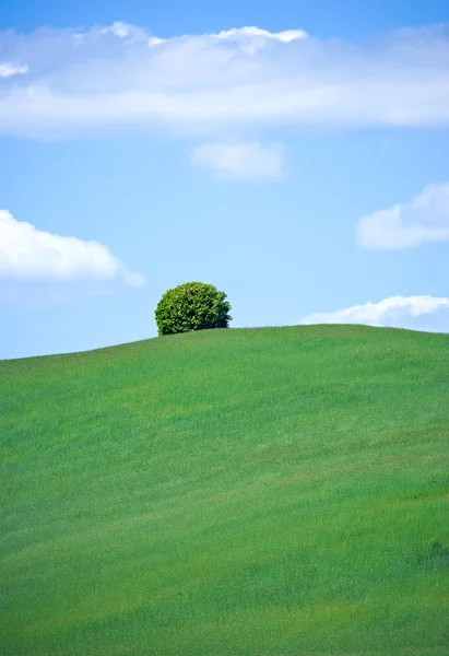 Lonely tree in the countryside