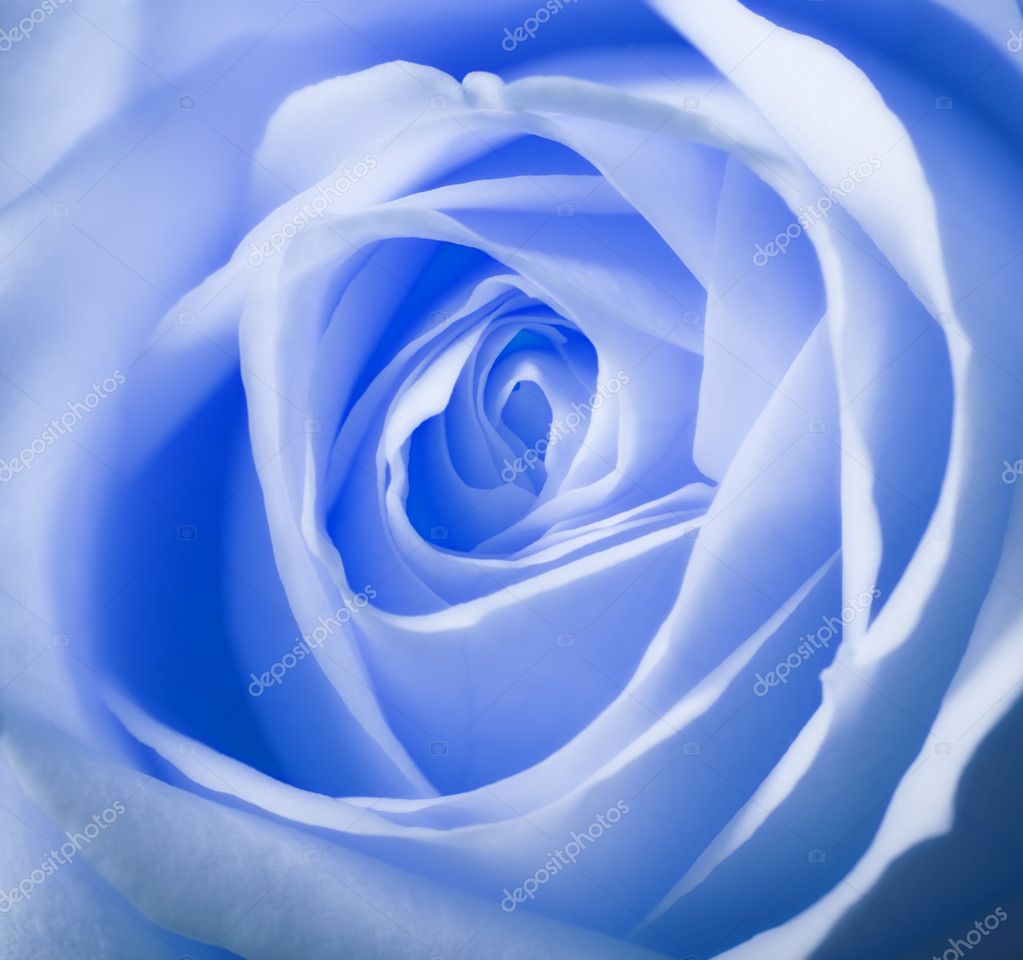 Light blue rose — Stock Photo © Dhoxax #6545672