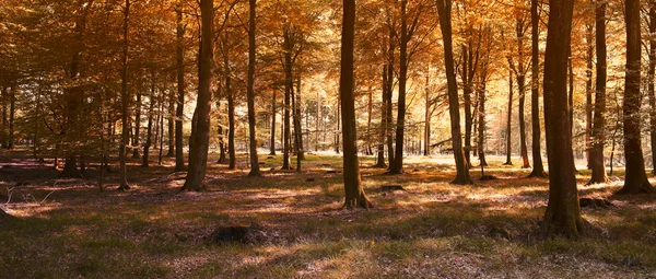 A photo a Autumn forest