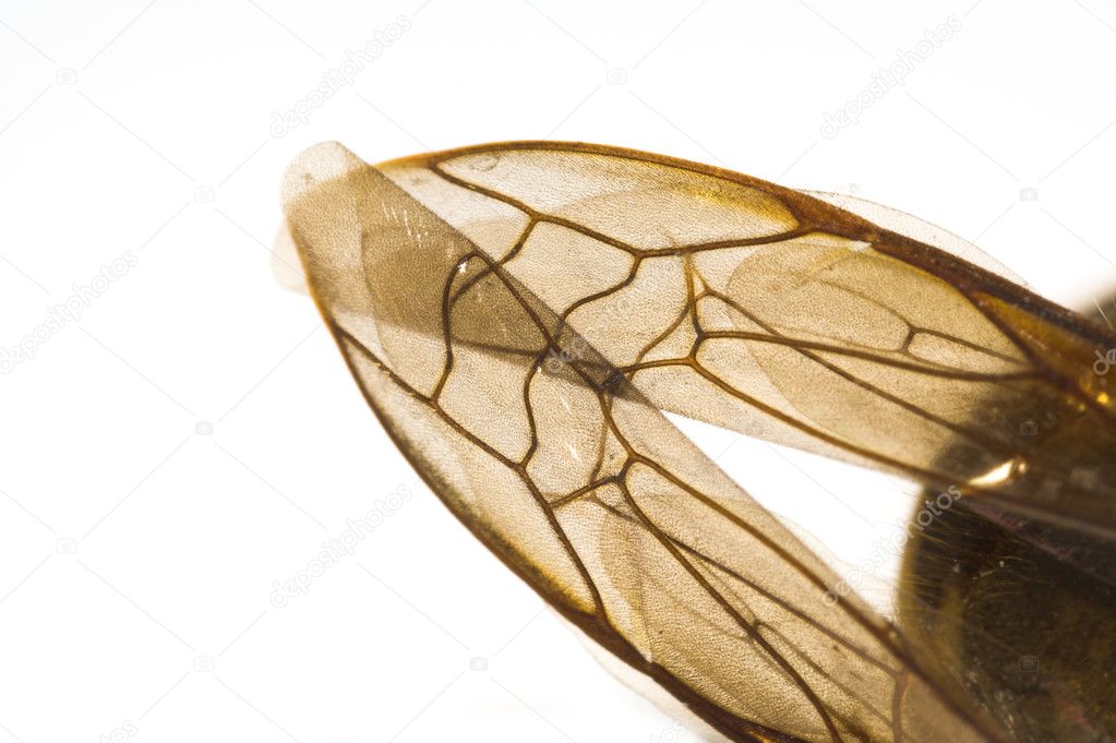 honey bee wings honey bee wings