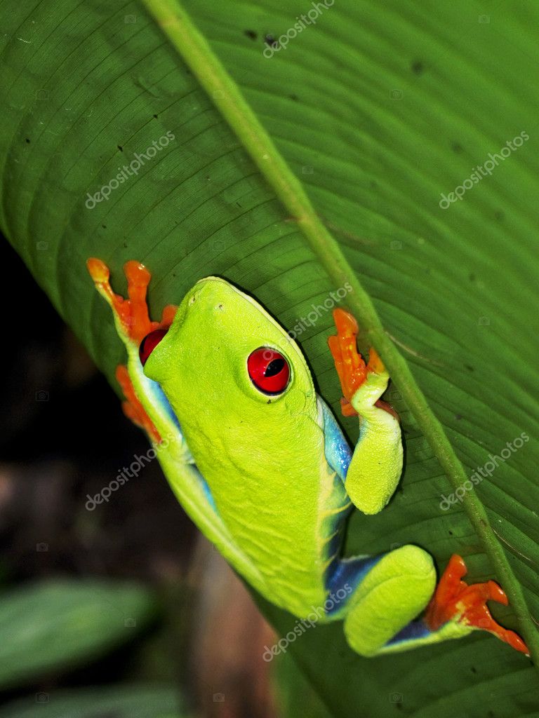 Climbing Tree Frog