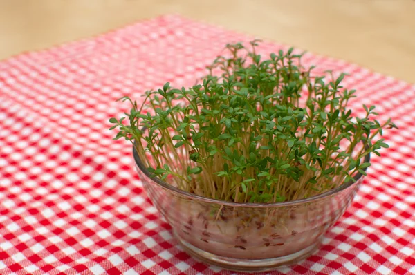 Cress on Table