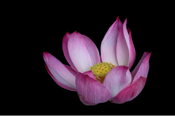 Majestic Lotus Flower Isolated on Black Background