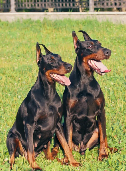 Black Doberman