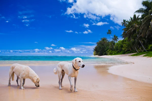 Two large dogs on a deserted tropical beach