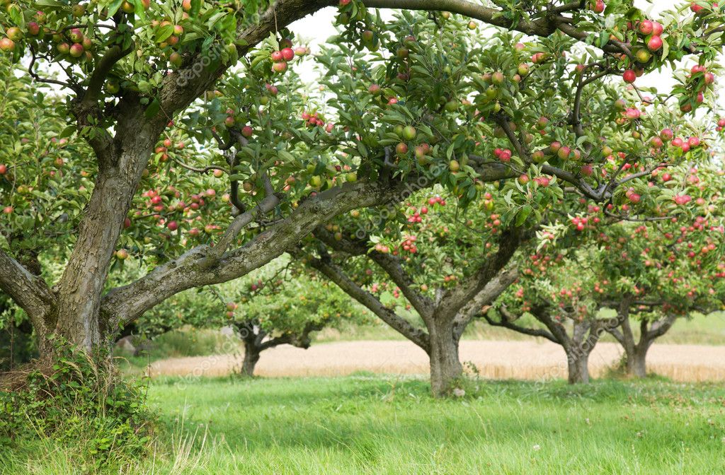 Apple orchard background — Stock Photo © Tamara_k #6347523