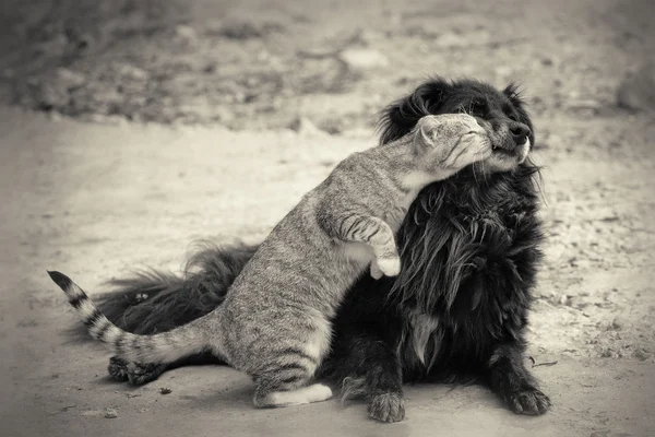 Cat Kissing Dog