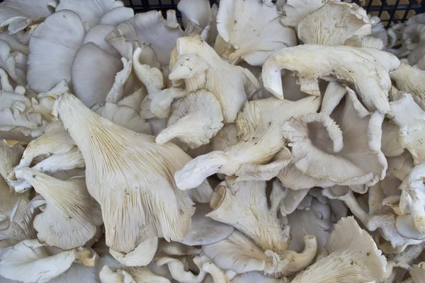 Oyster mushroom background