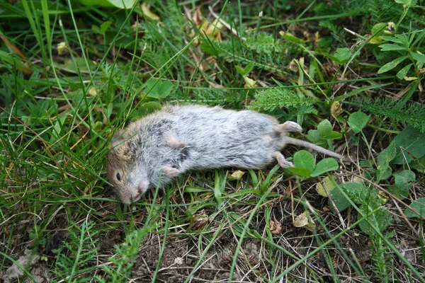 Dead mouse lying in grass