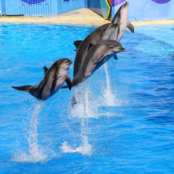 Dolphins jumping high from blue water