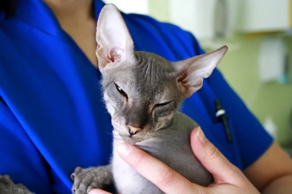 Sphinx cat sitting on the veterinary hands