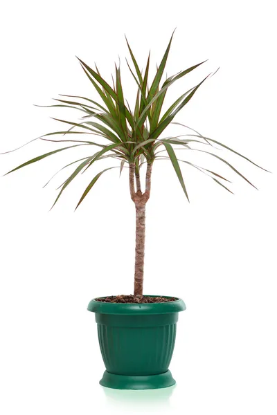 dracaena house plant