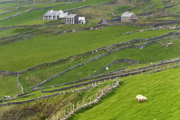 Irish countryside