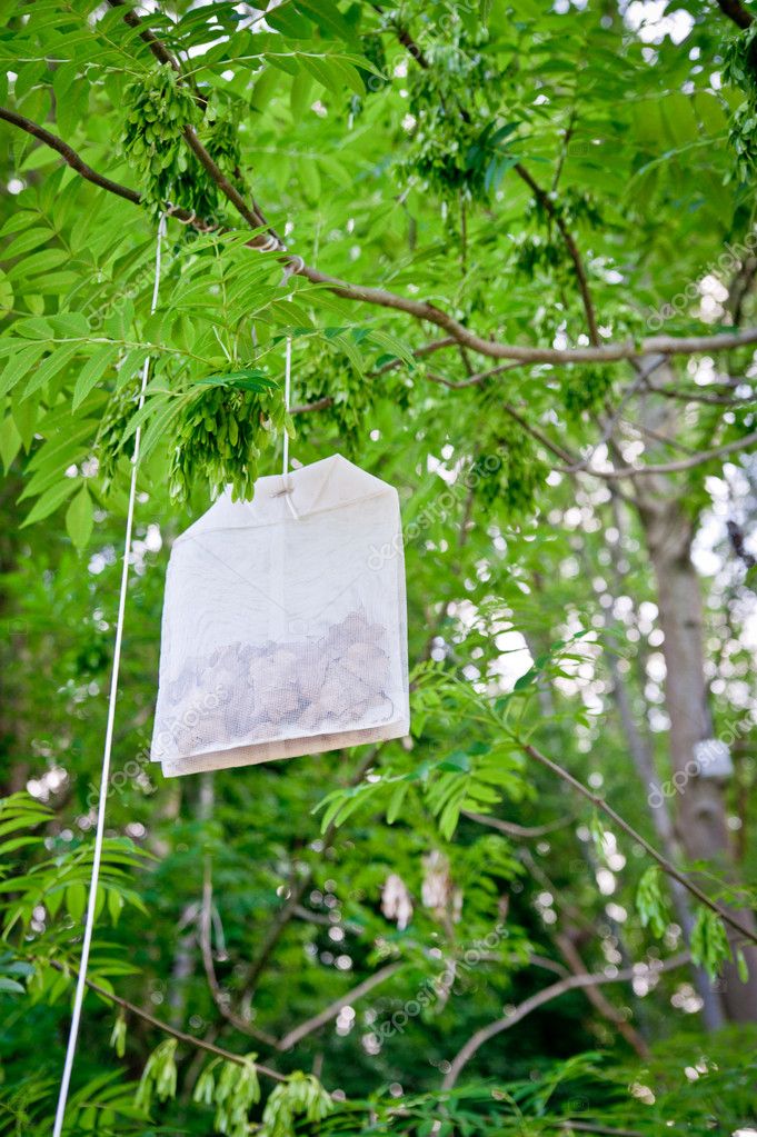 Tea Bag Tree