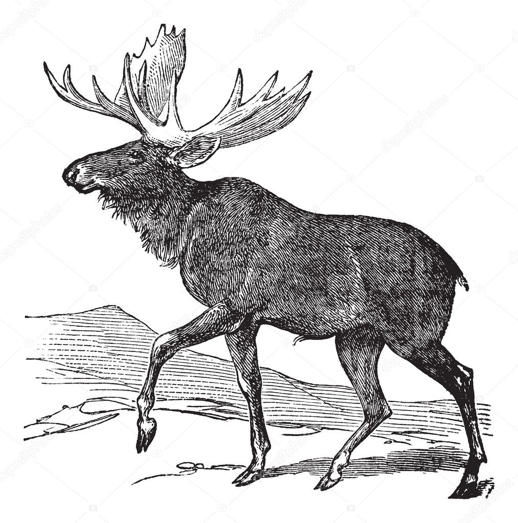 Moose Illustration