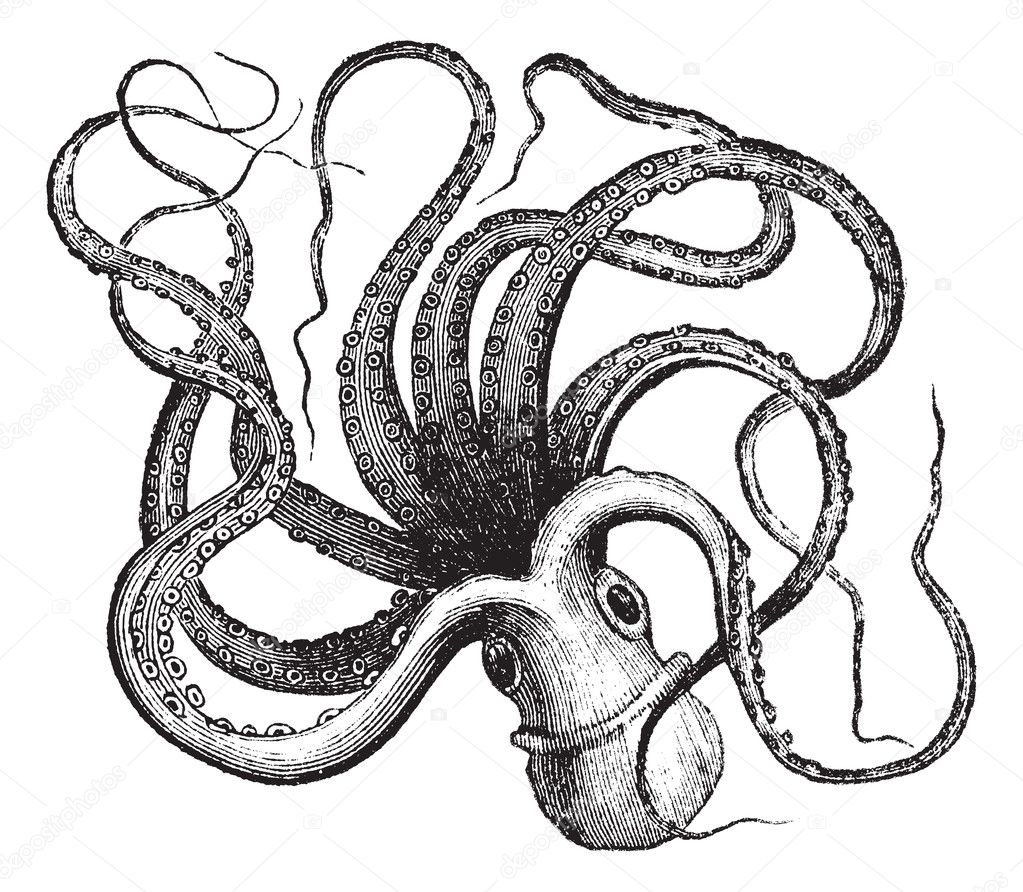 Octopus Scientific Drawing