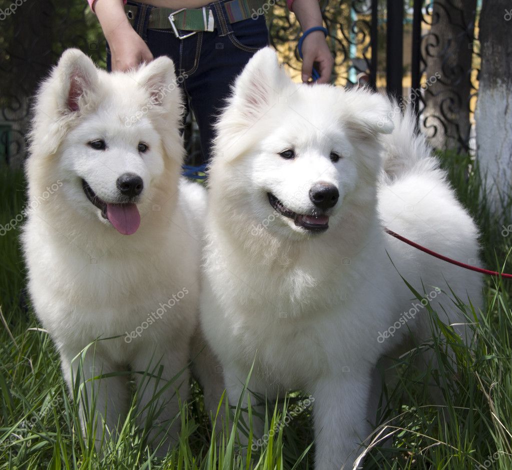 samoyed husky pictures