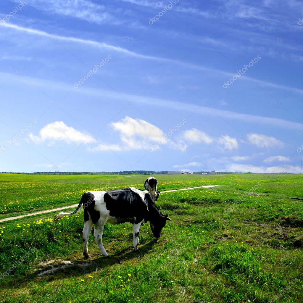 Cow Landscape