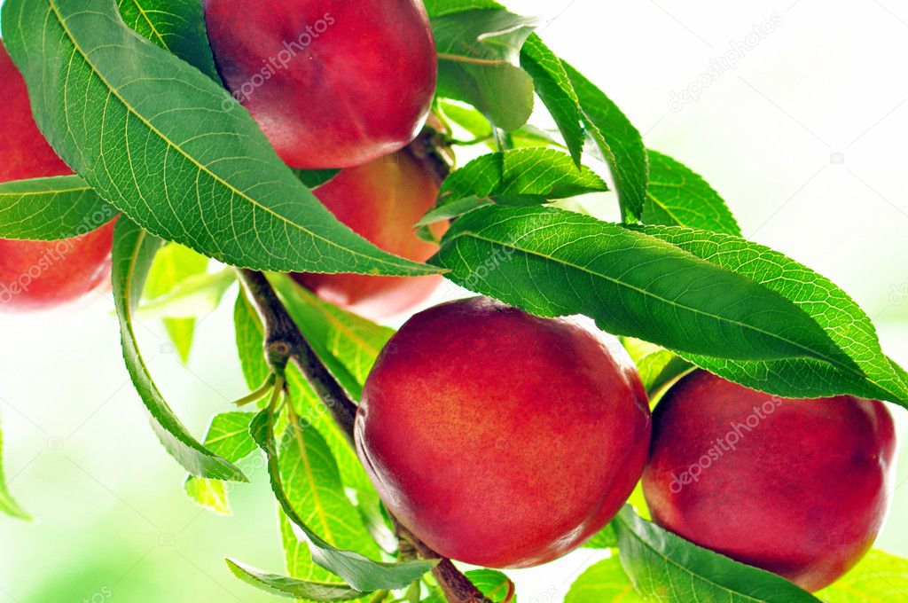 Ripe peaches on a tree branch - Стоковое изображение.