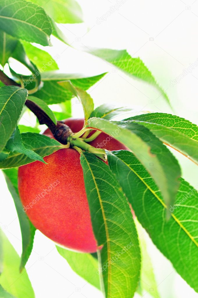 Ripe peach on a tree branch - Стоковое изображение.