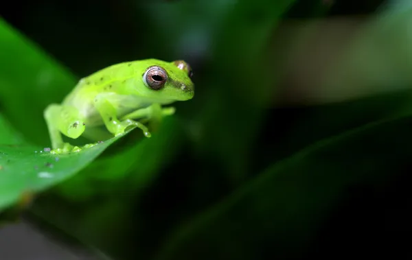 Spotted Emerald Glass Frog