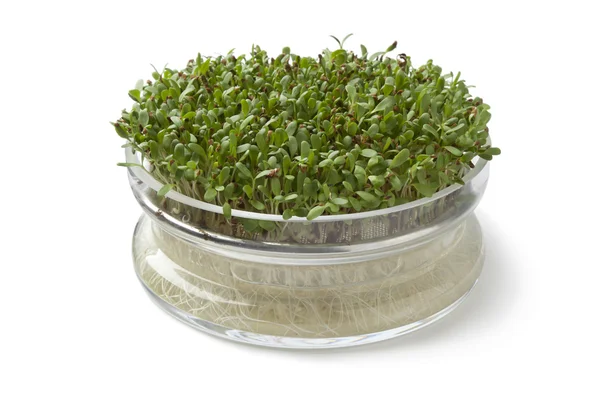 sprouts container