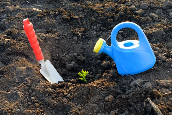 Watering can and garden shovel on soil with plant