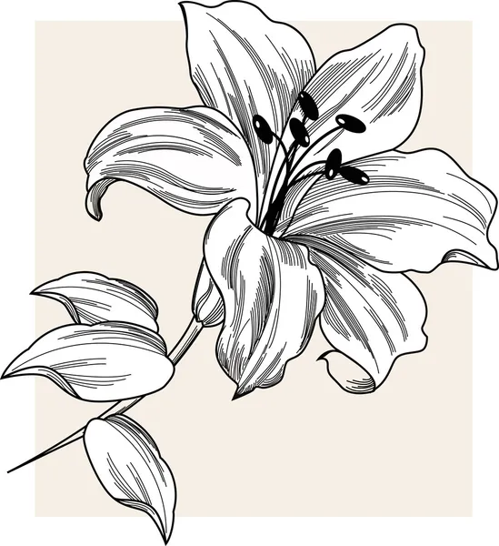 outline of lilies