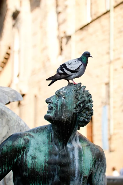 Pigeon on head