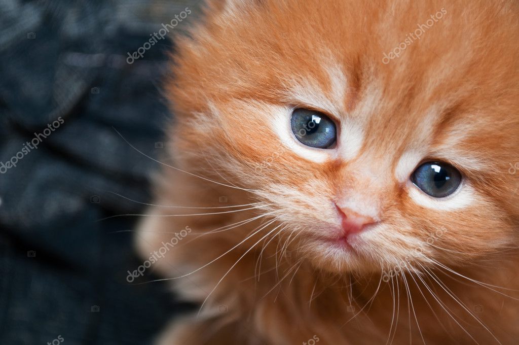Sad Kitten Images