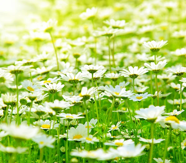 Field+of+daisies+pictures