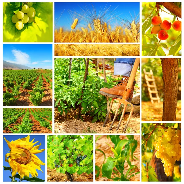 Harvest concept collage