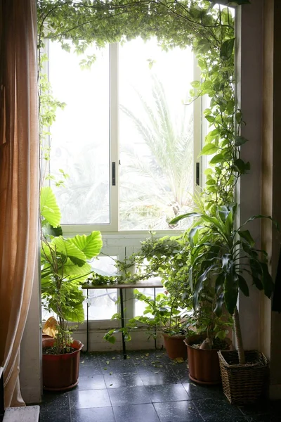 Backlit in a house room with plants