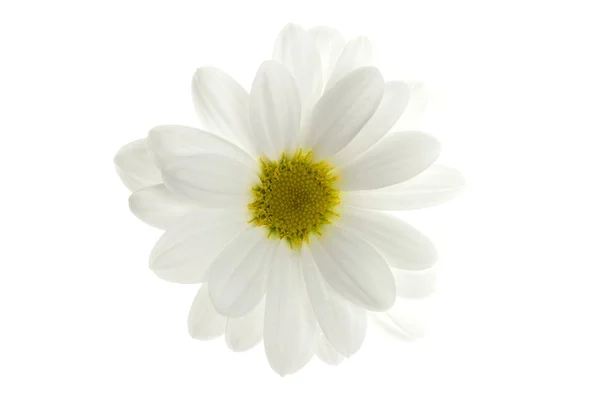 White+daisy+flower+pictures