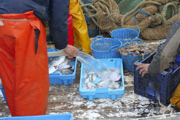 Fishermen hands working fish catch on boat deck