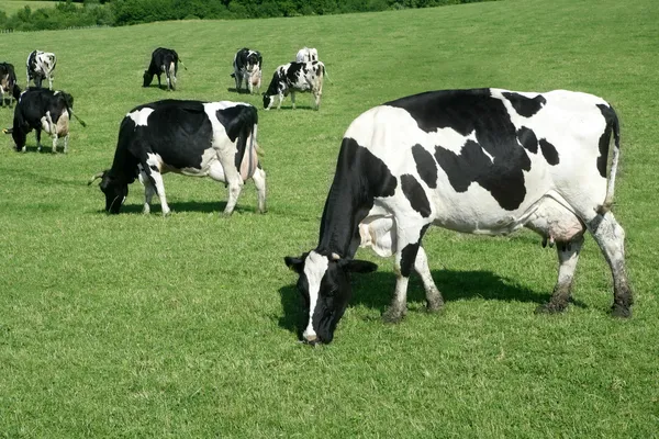 Black and white cow eating green meadow