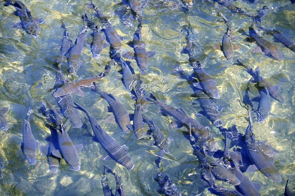 Barbel shoal of fish in a crowded river surface
